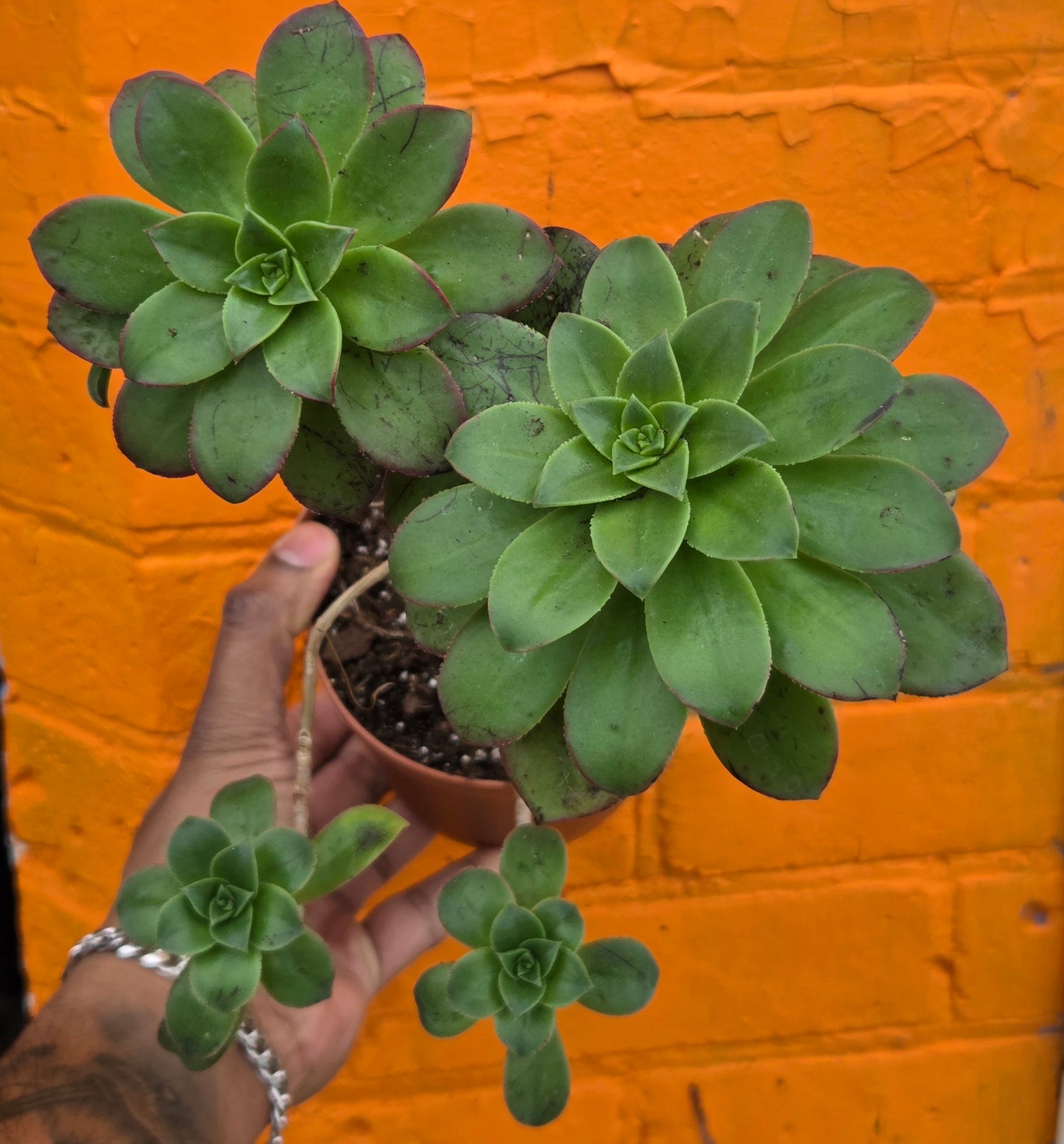 5" Aeonium haworthii