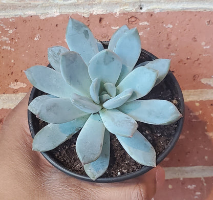 3.5" Sedeveria Lilac Mist