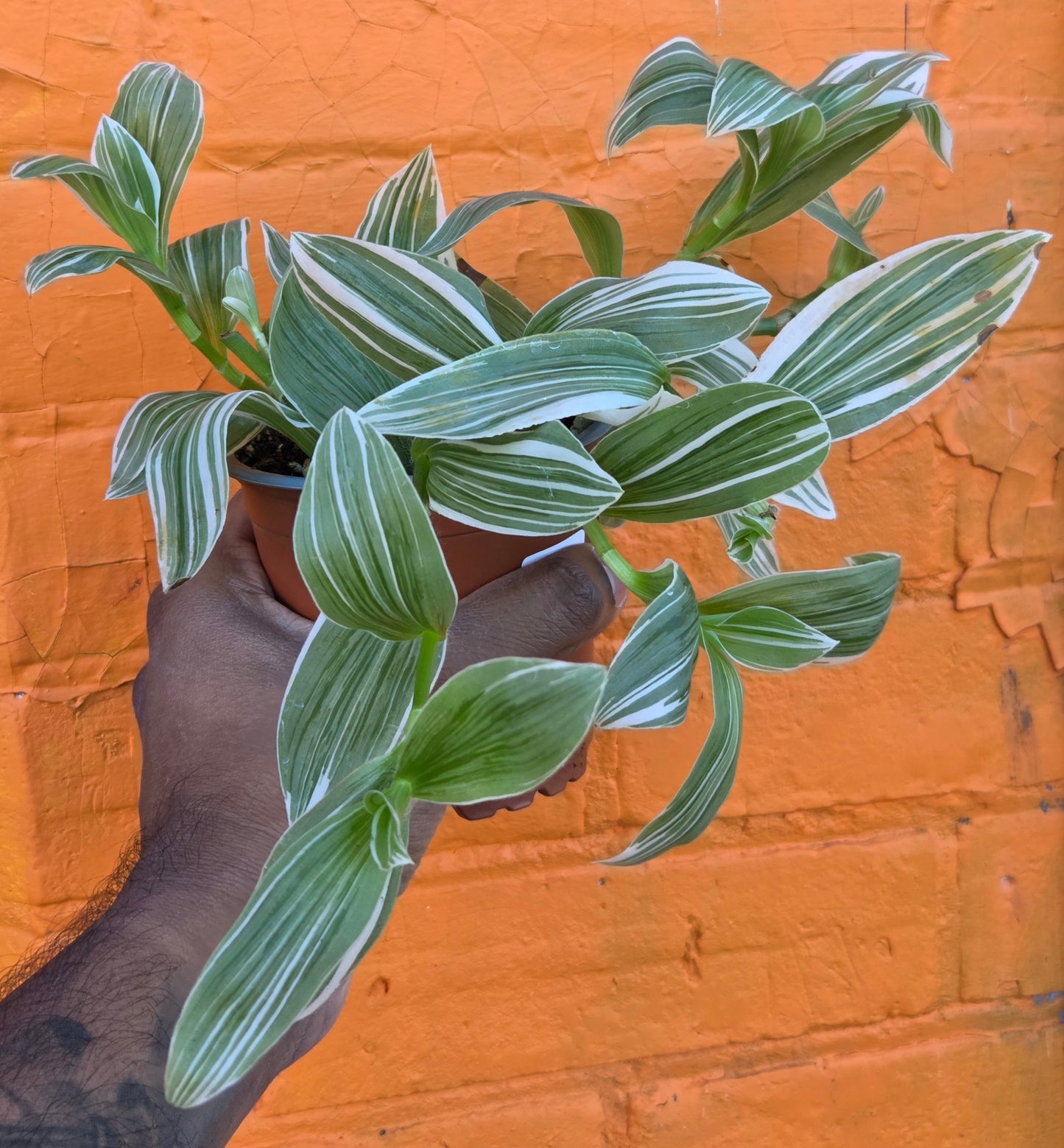 3.5" Callisia Fragrans Variegata