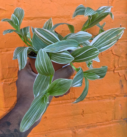 3.5" Callisia Fragrans Variegata