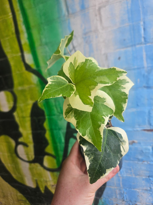 3.5" Variegated Algerian Ivy