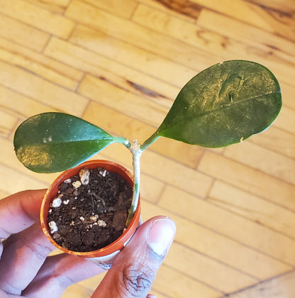 1.5" Hoya Australis