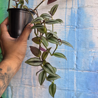 3.5" Tradescantia Zebrina Superba