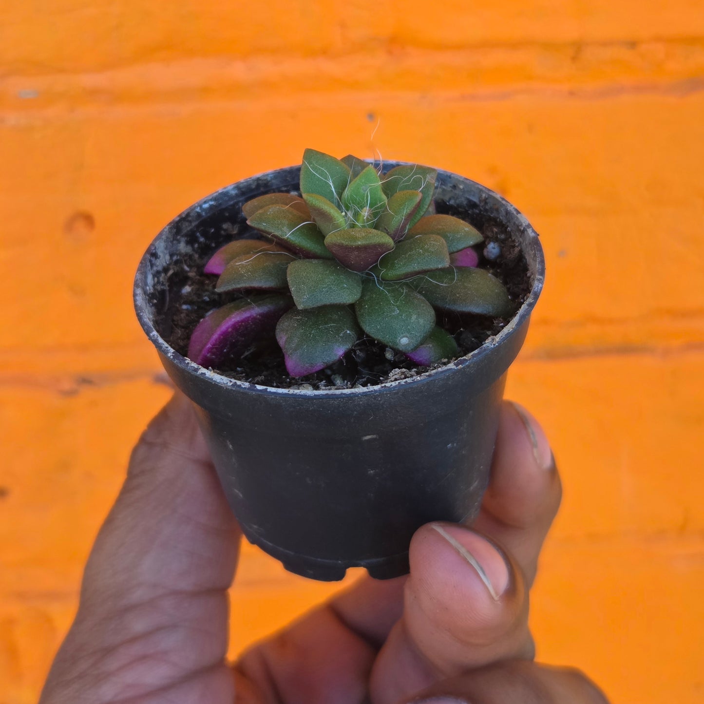 2.5" Anacampseros Rufescens