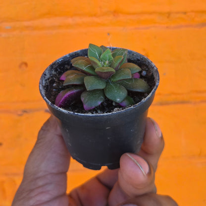 2.5" Anacampseros Rufescens