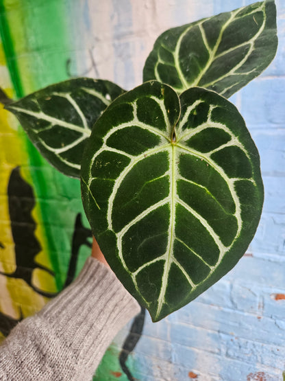 3.5" Anthurium Crystalinum