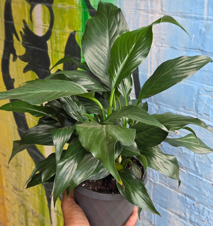 5" Peace Lily | Spathiphyllum