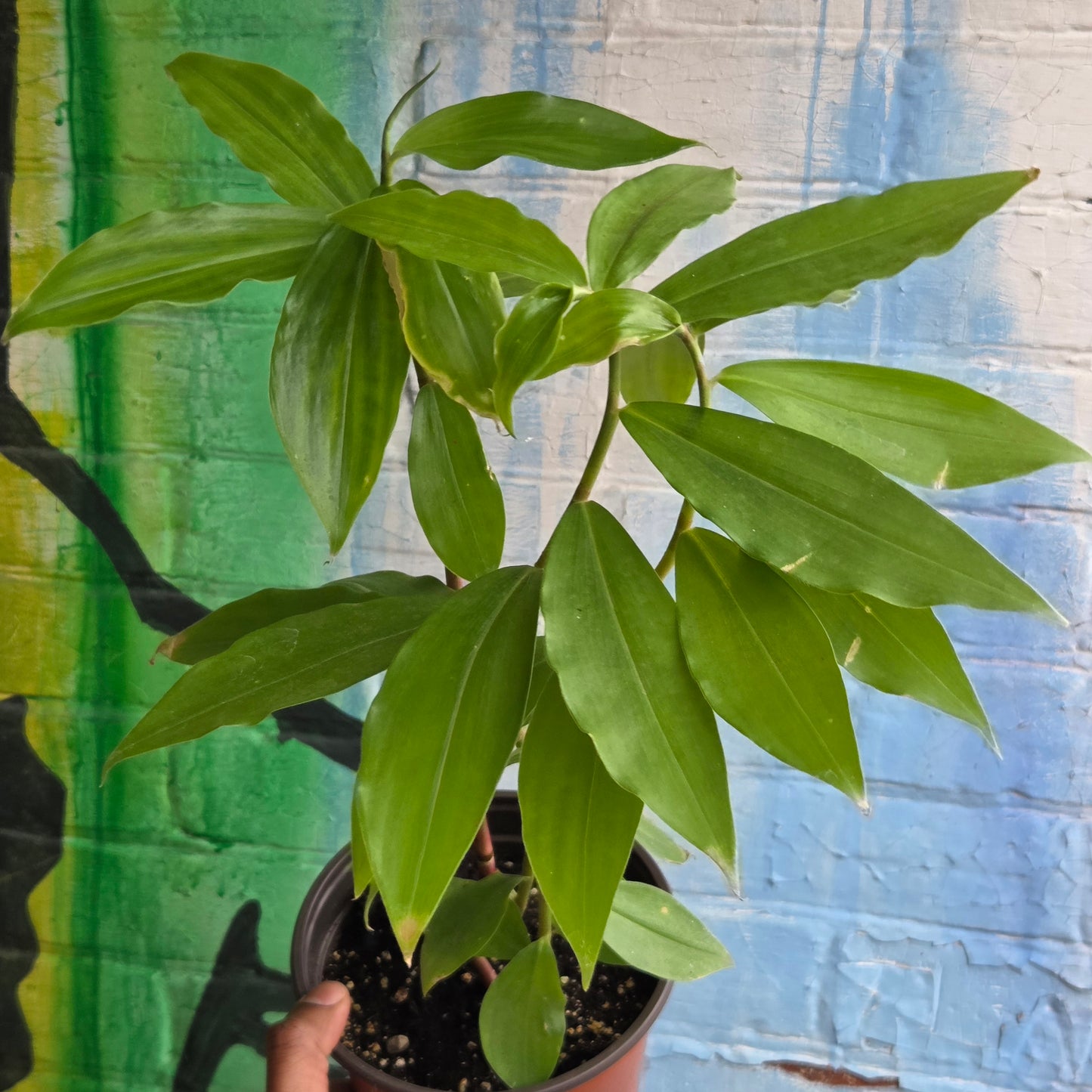6” Insulin Plant | Fiery Costus