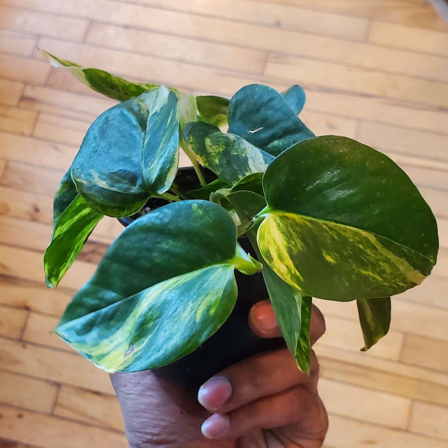 3.5" Hawaiian Pothos