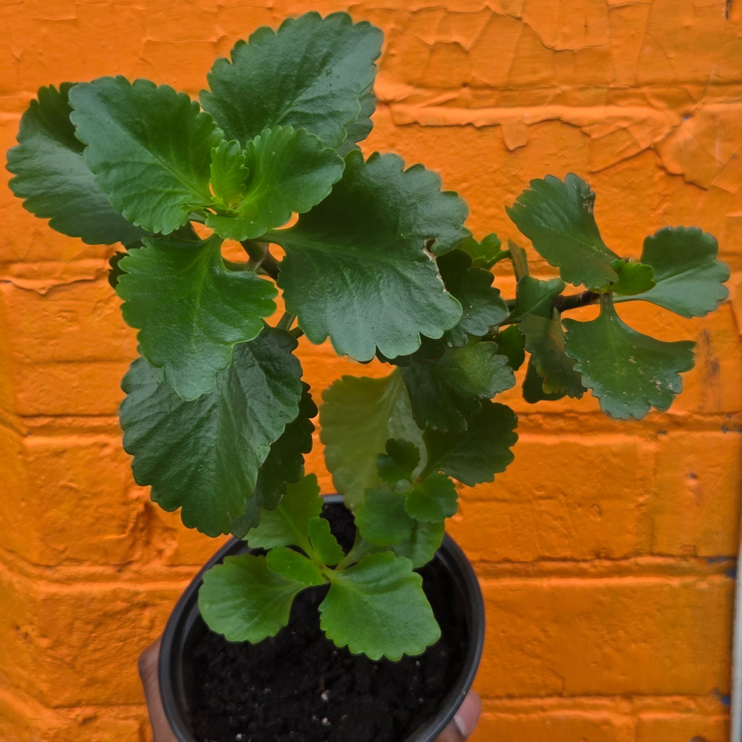 5” Kalanchoe Blossfeldiana