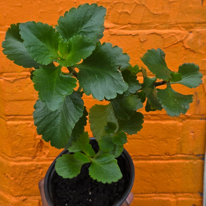5” Kalanchoe Blossfeldiana