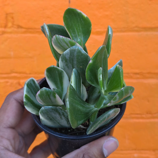 3.5" Variegated Jade | Crassula Ovata