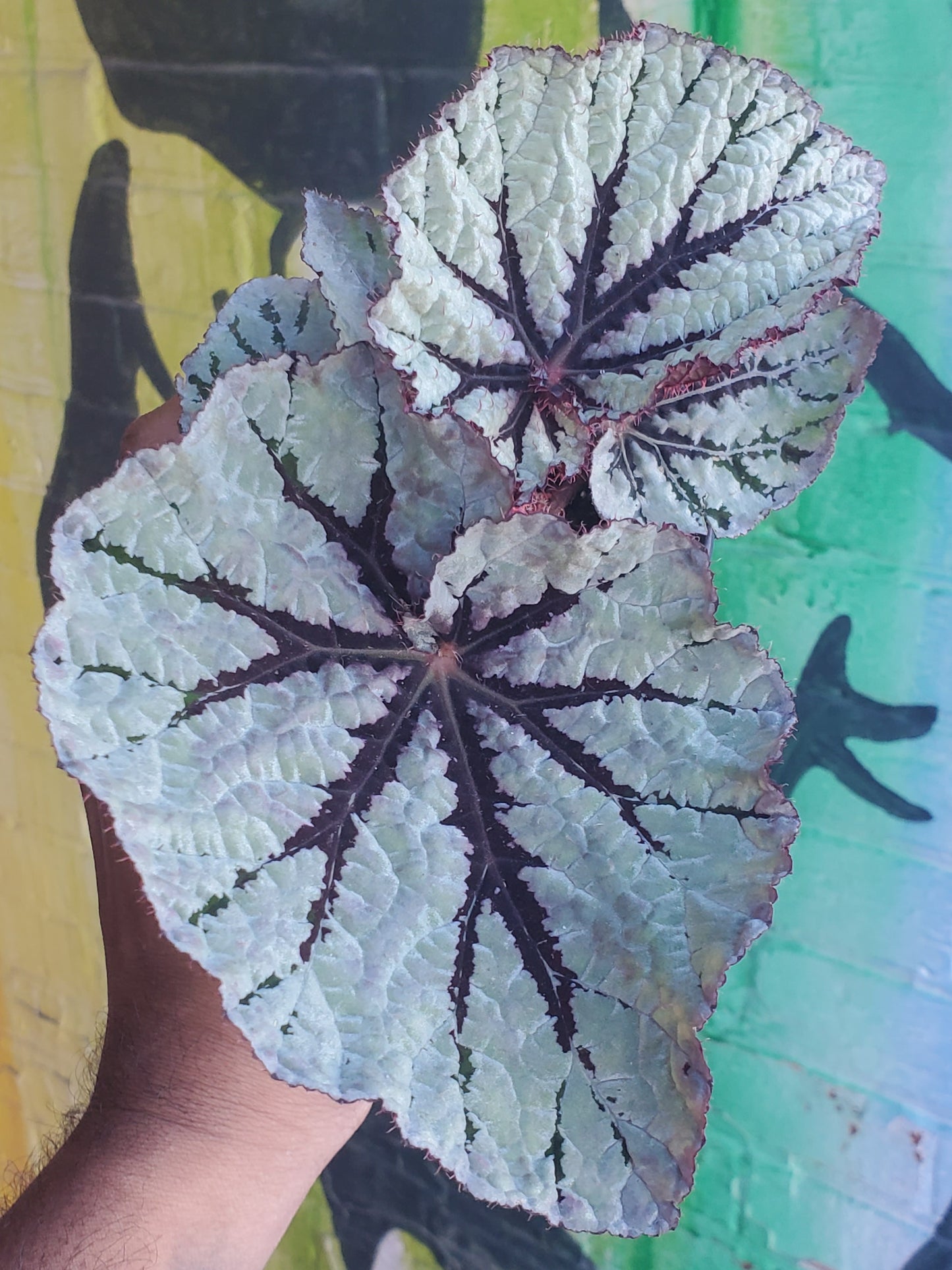 4" Begonia Rex Captain Sunda