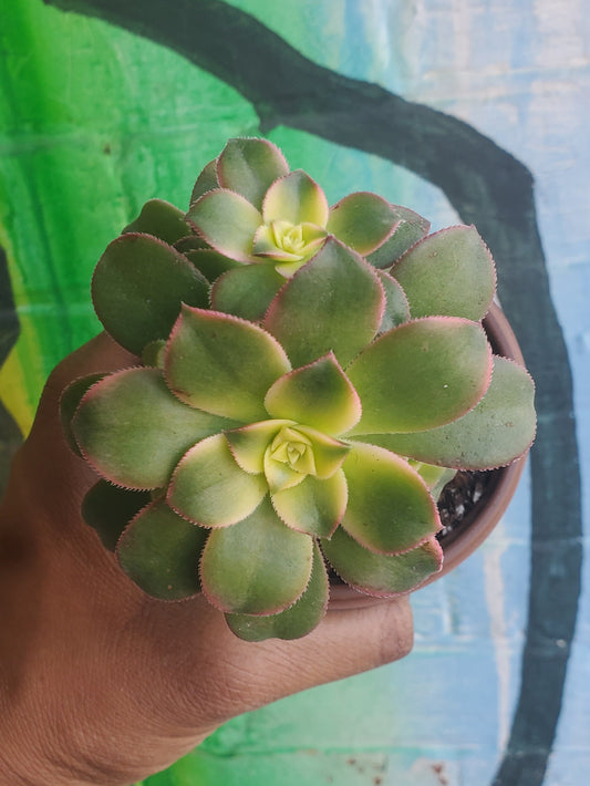 3.5" Aeonium Haworthii Kiwi