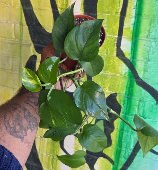 5" Pothos Green Jade