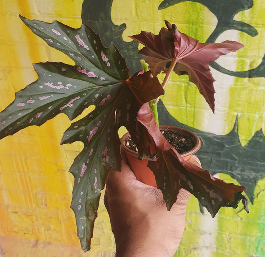 3.5" Begonia Lady Vanderwilt