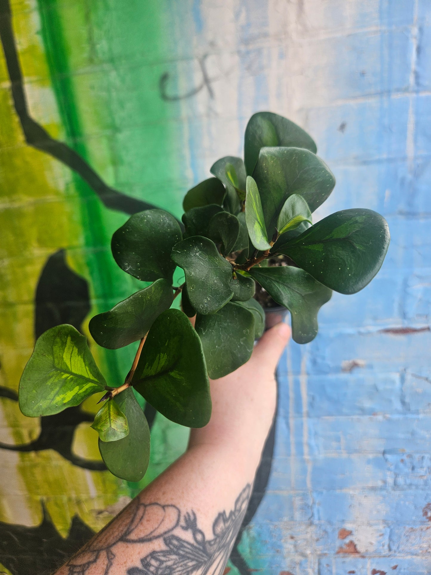 3.5" Ficus triangularis Green