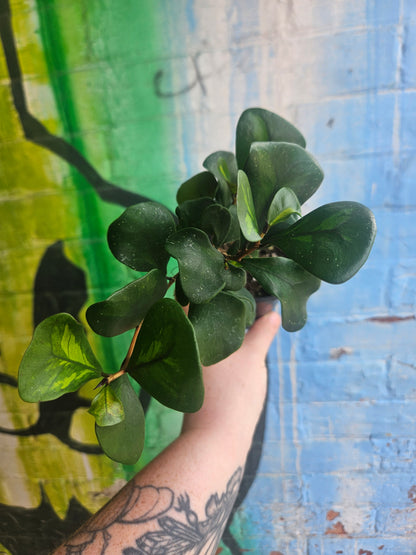 3.5" Ficus triangularis Green