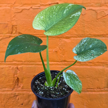 3.5” Monstera White Monster
