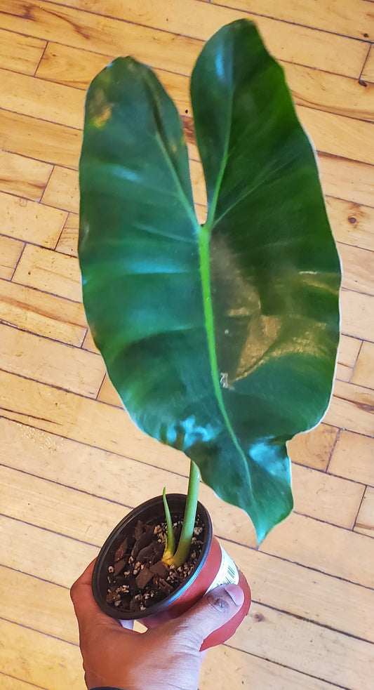 3.5" Philodendron Burle Marx (Single Growth Point)