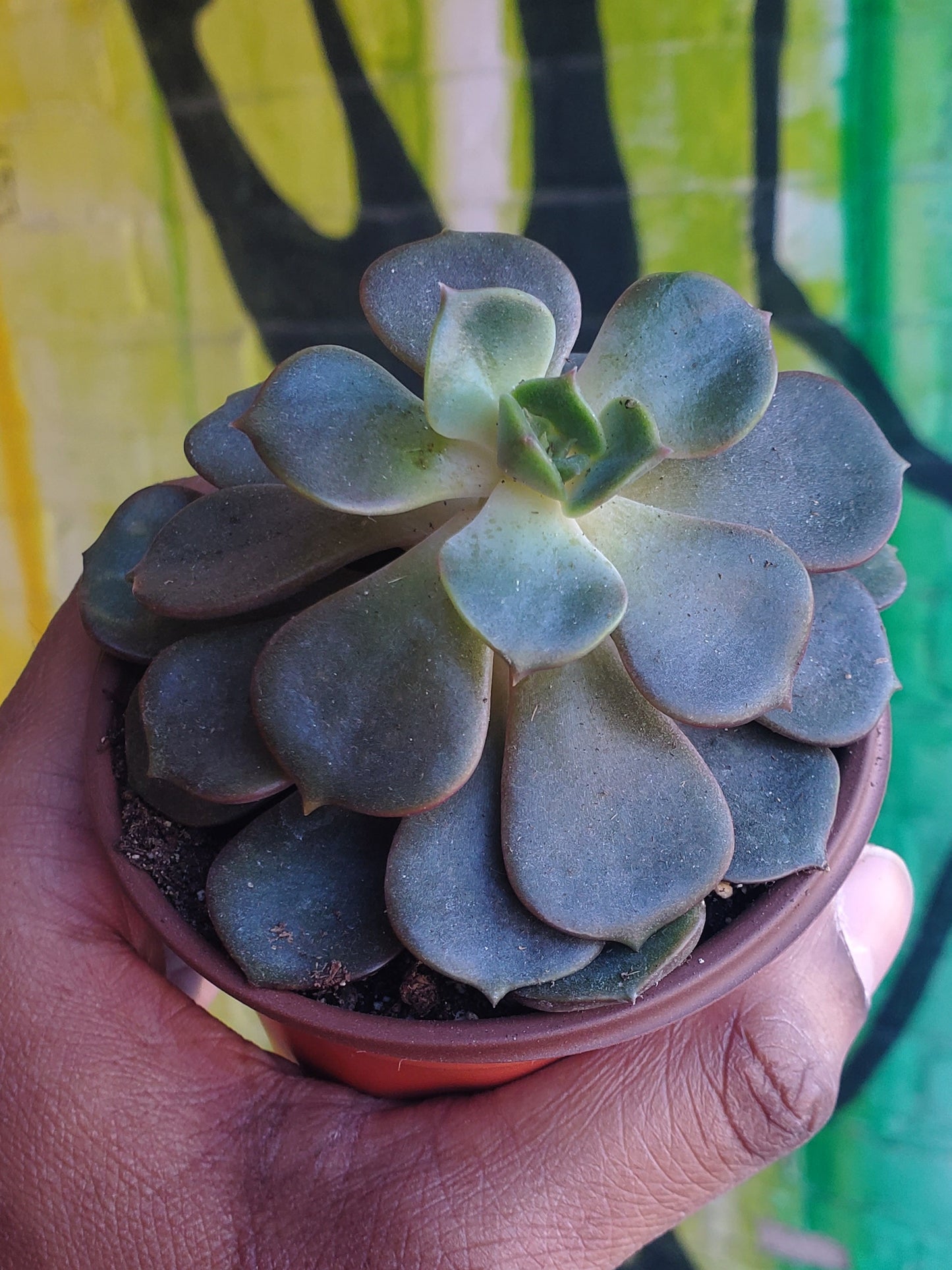 3.5" Echeveria Agavoides Mont