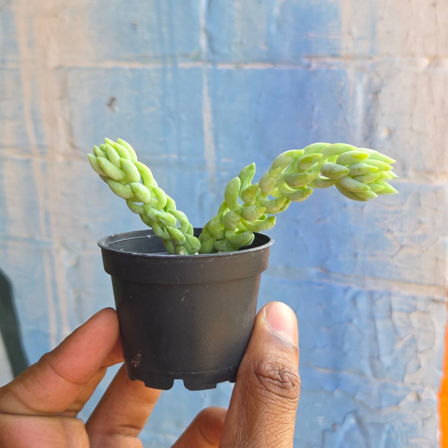 2.5" Burro's Tail | Sedum Morganianum Burro