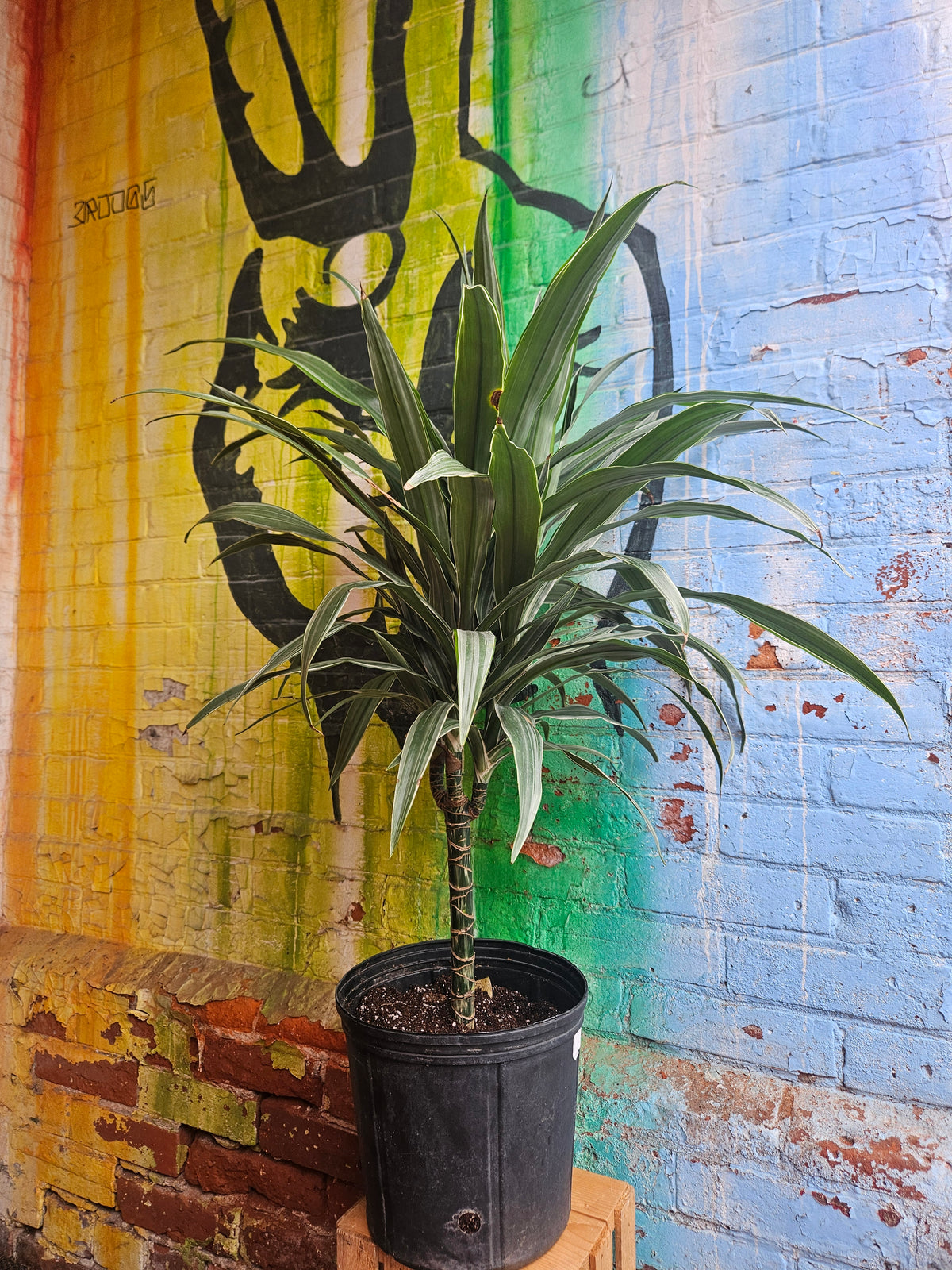 10" Dracaena Warneckii