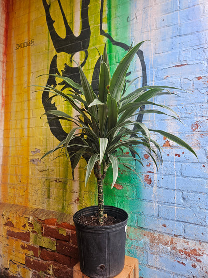 10" Dracaena Warneckii