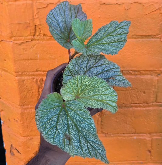 3.5" Begonia Sinbad (Large)