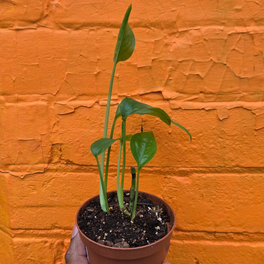 3.5" Epipremnum Pinnatum