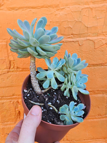5" Echeveria Elegans