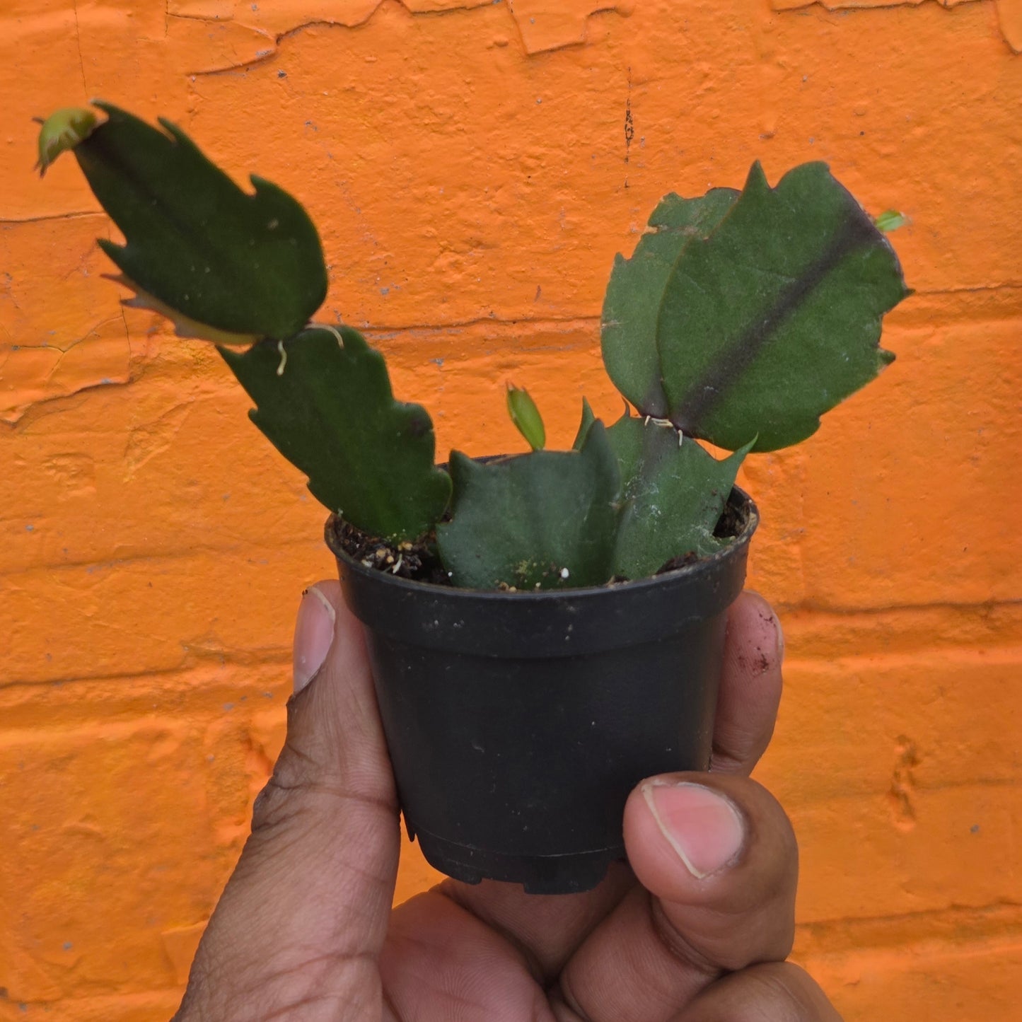 2.5" Christmas Cactus