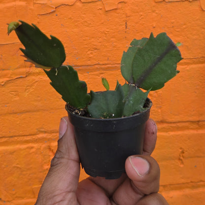 2.5" Christmas Cactus