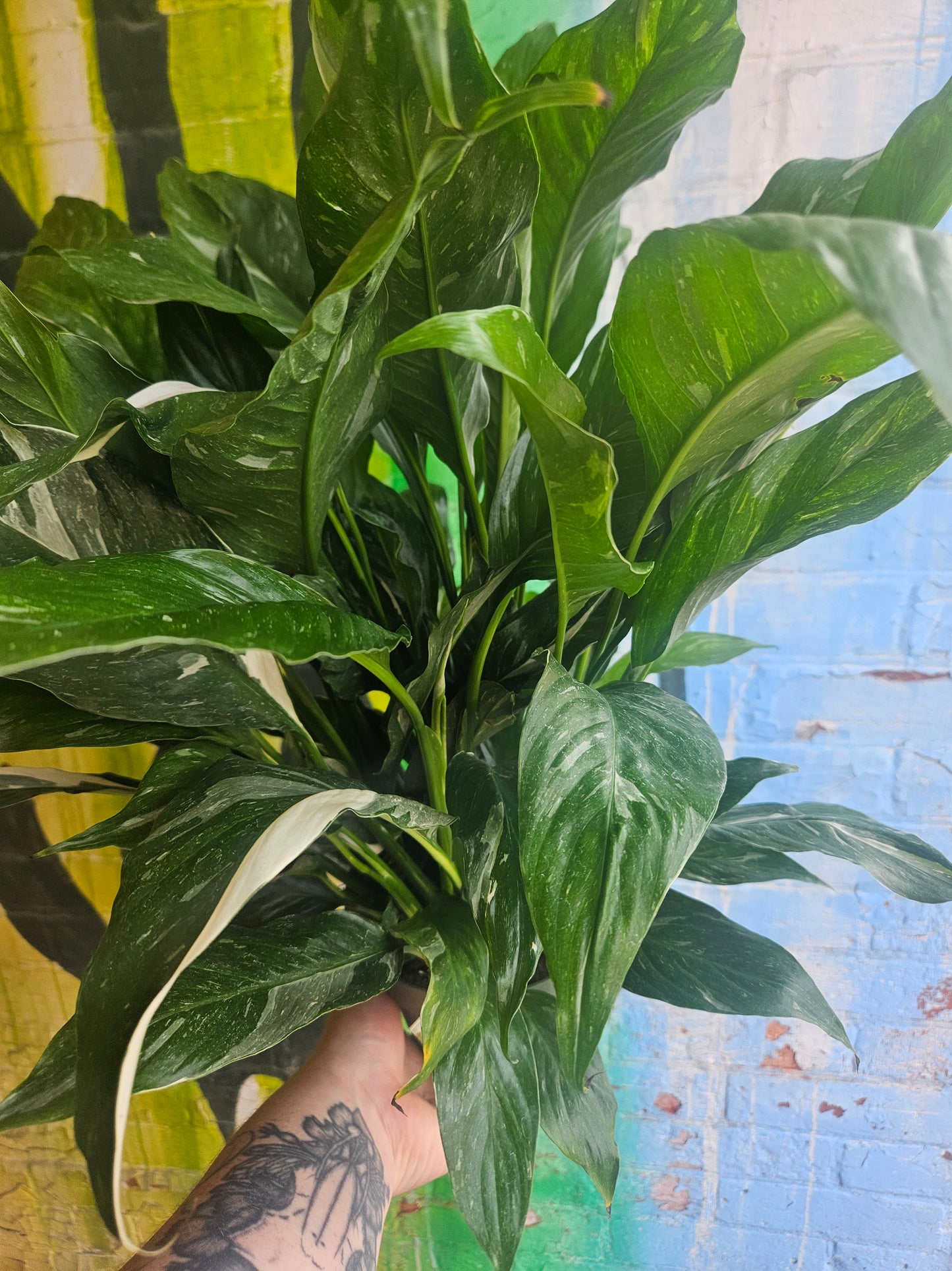 6" Spathiphyllum Domino
