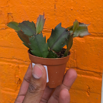 2.5" Christmas Cactus
