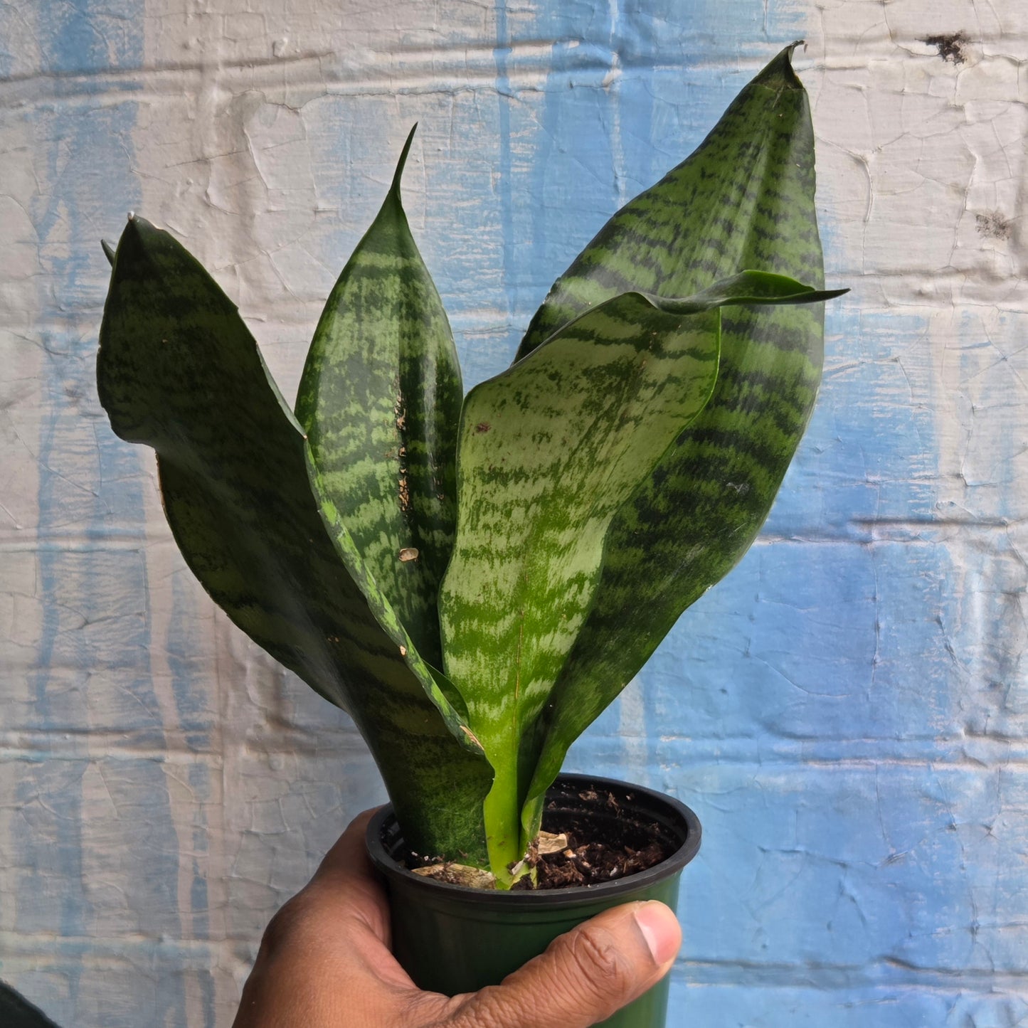 3.5 Sansevieria Futura Robusta