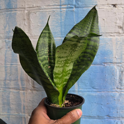 3.5 Sansevieria Futura Robusta