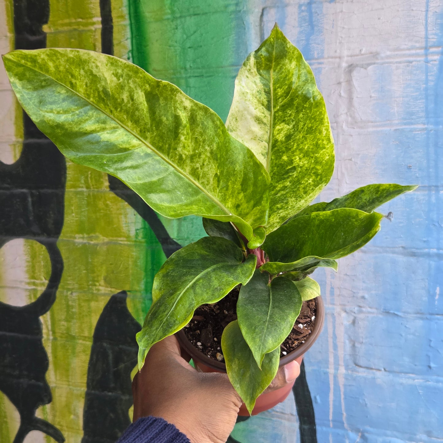 5” Anthurium Hookeri Variegata