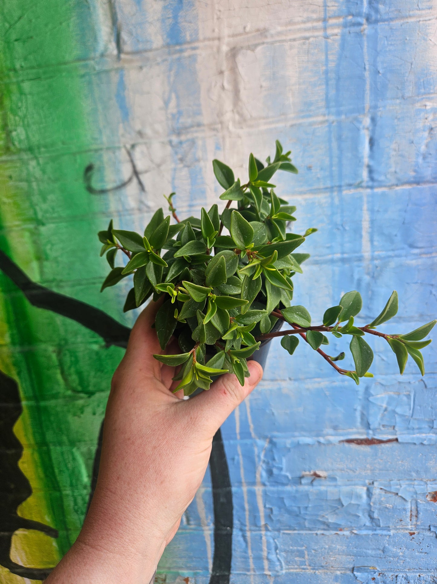 3.5" Peperomia Amigo Marcello