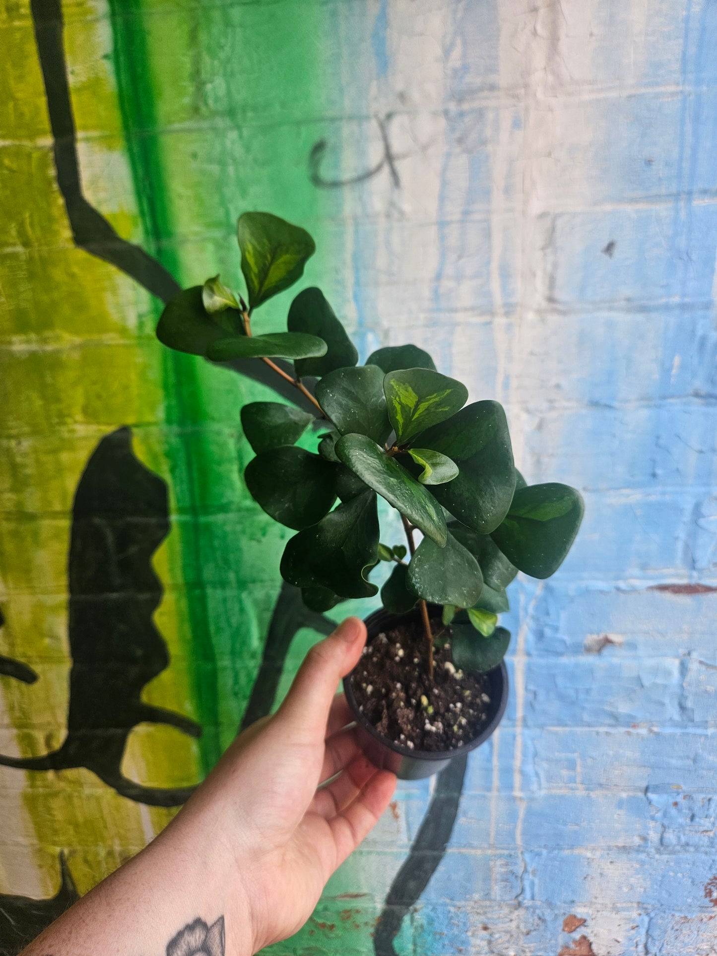 3.5" Ficus triangularis Green