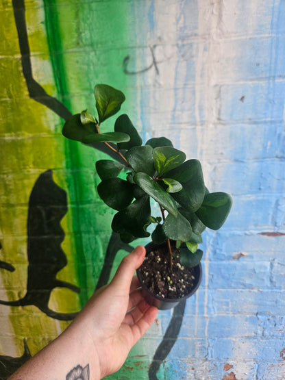 3.5" Ficus triangularis Green