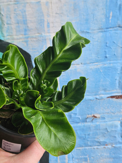 3.5 Asplenium nidus 'Cobra'