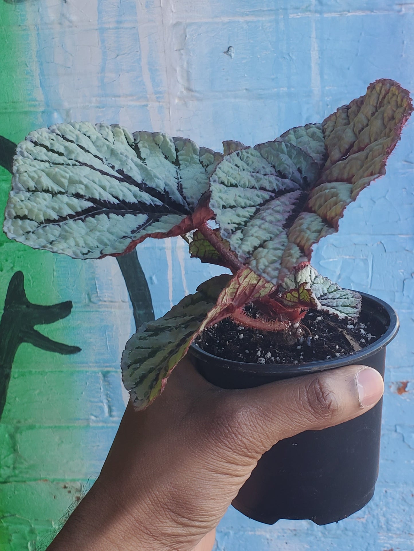 4" Begonia Rex Captain Sunda