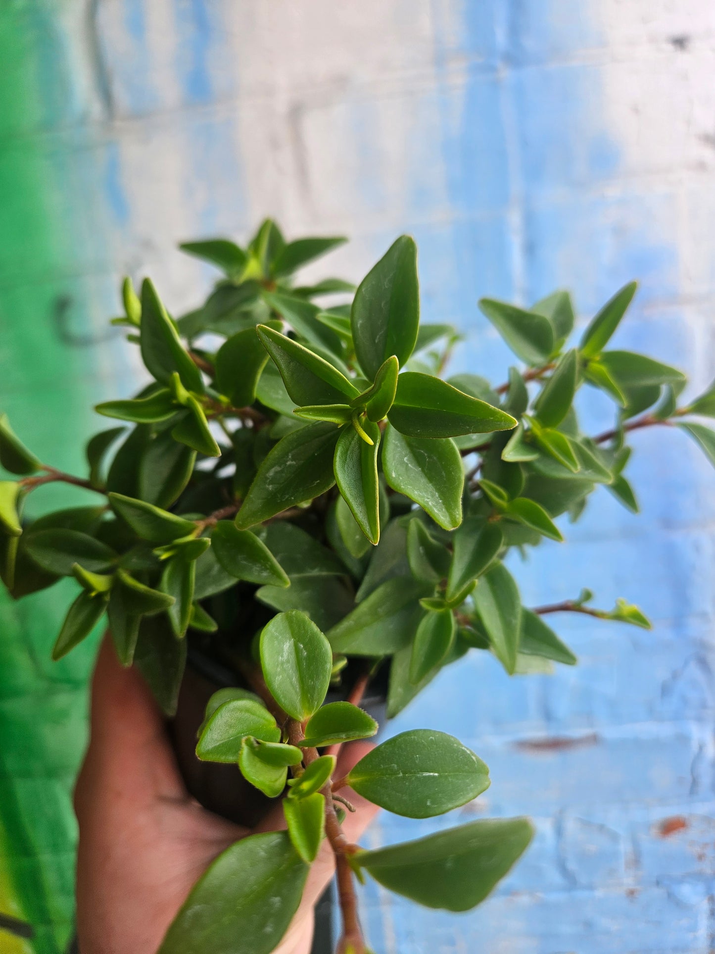 3.5" Peperomia Amigo Marcello