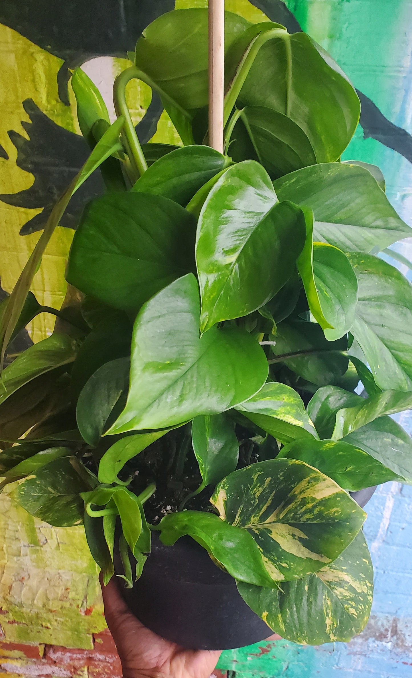 10" Pothos Golden Totem