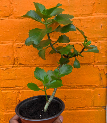 5” Kalanchoe Blossfeldiana