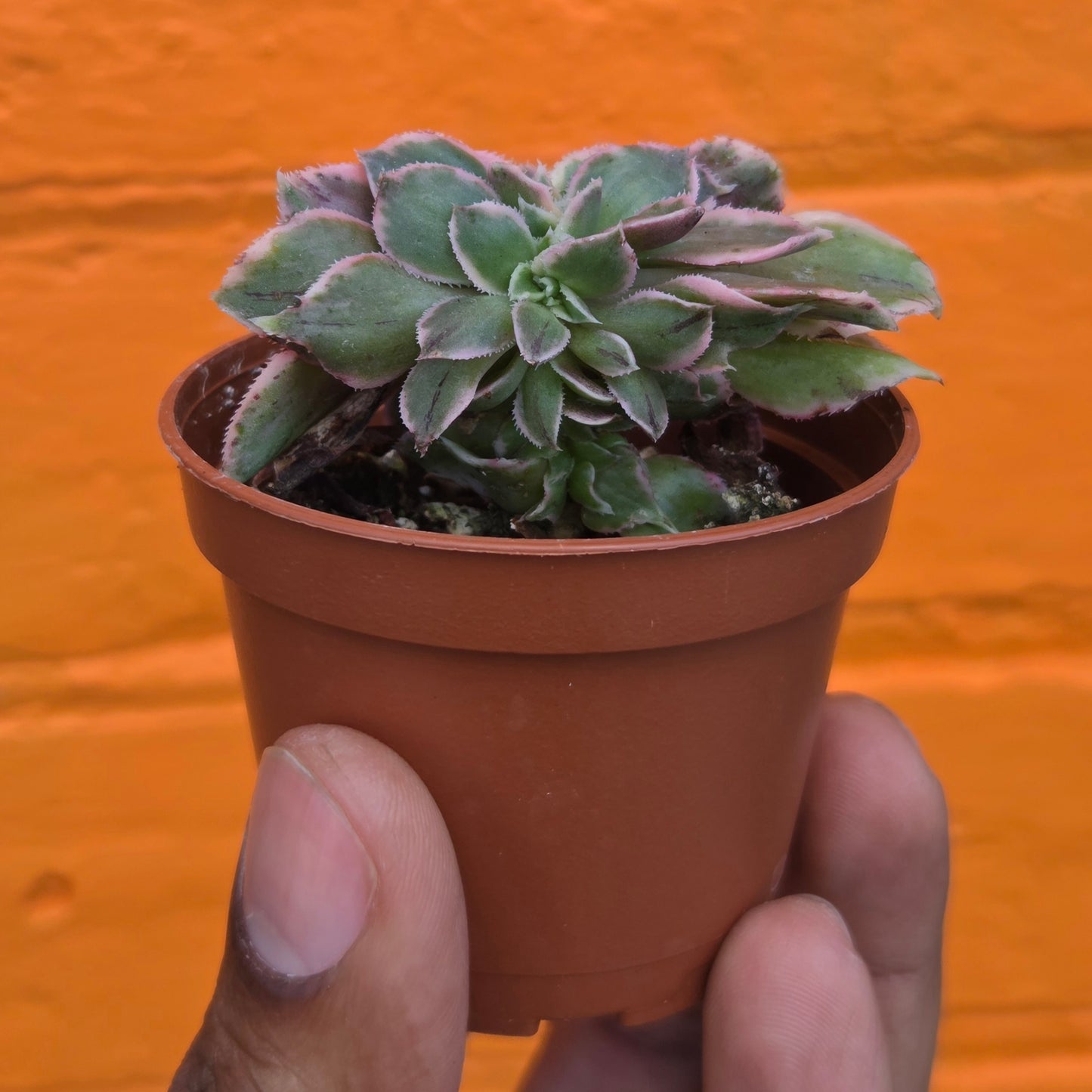 2.5" Crested Aeonium haworthii Sunburst