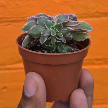 2.5" Crested Aeonium haworthii Sunburst