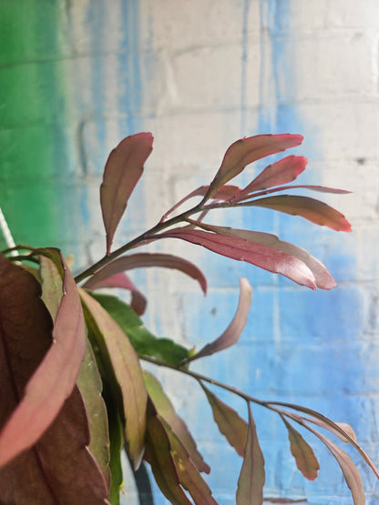 6" Pseudorhipsalis ramulosa