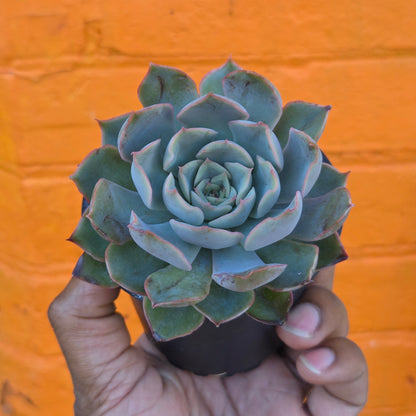 3.5” Echeveria Mensa
